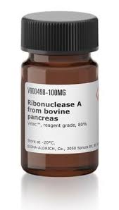 RNase A,Bovine Pancreas 100mg in Ghana - GRSC Store